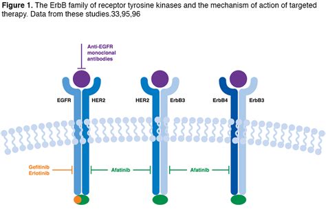 Gefitinib Mechanism Of Action