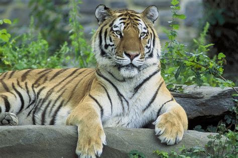 Animal You: Siberian Tiger