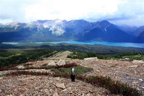 Jasper the Bear hiking Bald Hills at Maligne Lake, Jasper National Park ...