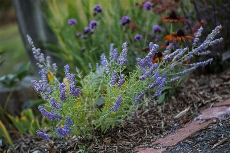 Russian Sage - How to Plant and Care for Russian Sage | Garden Design