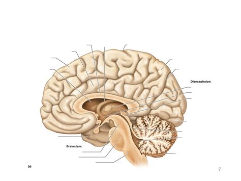 Brain Midsagittal View