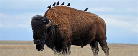 Bison bison | Pet birds, Grassland habitat, Grassland