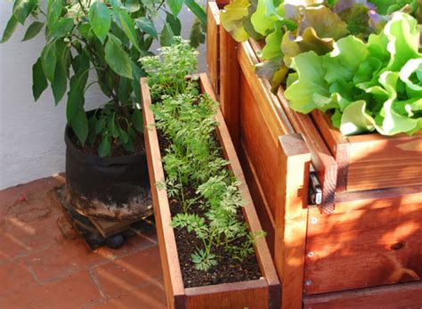 Growing Carrots in Containers, Container Carrots