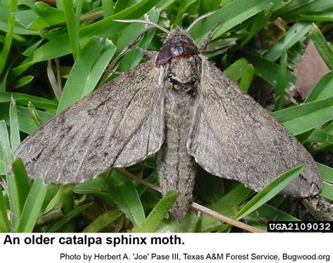 Catalpa Worm or Catalpa Sphinx | NC State Extension Publications