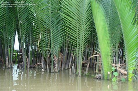 PlantFiles Pictures: Nypa Species, Mangrove Palm (Nypa fruticans) by ...