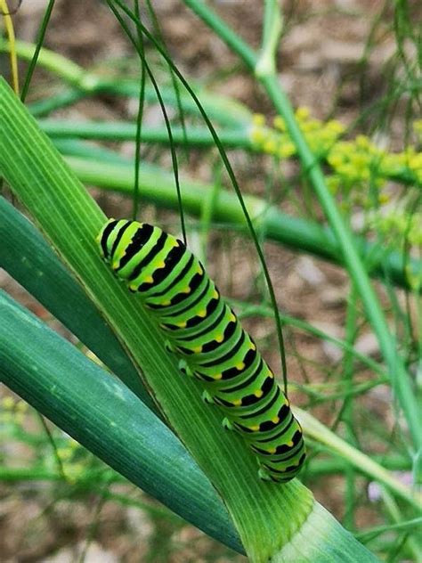 Black swallowtail butterfly caterpillar (Papilio polyxenes) in fennel ...