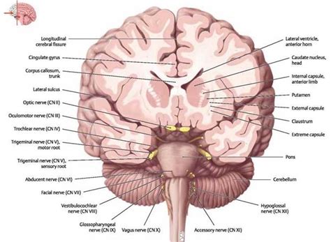 Sectional Anatomy of the Brain - Atlas of Anatomy. Head and ...