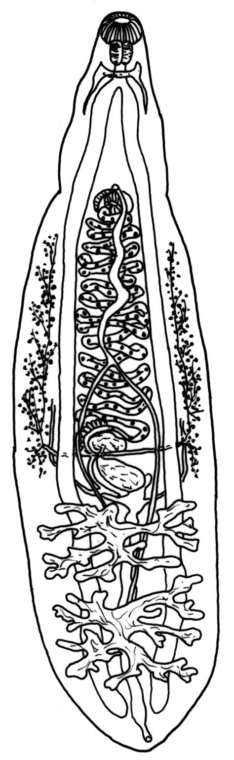 Classe Trematoda. Trematódeo chinês do fígado. Estruturas do corpo - Canal CECIERJ