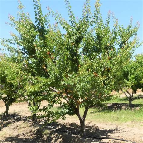 16 Best Bountiful Fruit Trees for USDA Zone 8