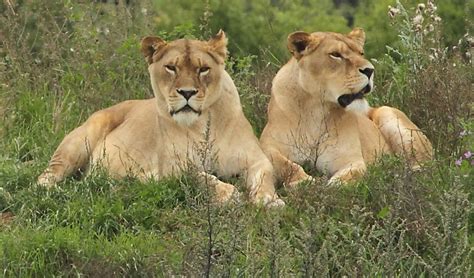 Yorkshire Wildlife Park – A Wonderful Day Out For All The Family