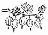 Branch Gooseberry Coloring Page  Free Printable Pages sketch template