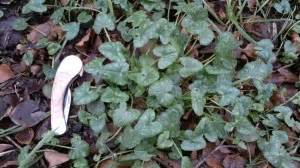 Lesser celandine – Edibility, distribution, identification – Galloway Wild Foods