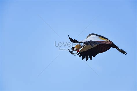 Flying Secretary Bird Picture And HD Photos | Free Download On Lovepik