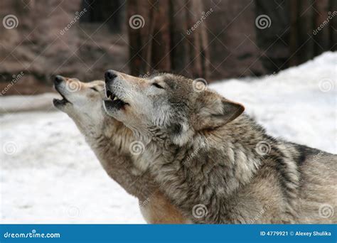 Wolves howl stock image. Image of wolf, tale, howl, muzzle - 4779921