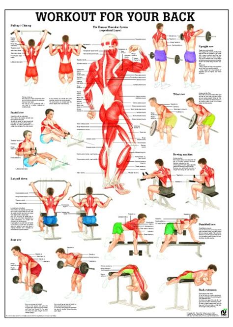 Lat Exercises Chart | ubicaciondepersonas.cdmx.gob.mx