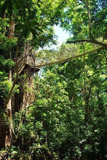 Rainforest Canopy Walkway Engineering | The Travel Tart Blog