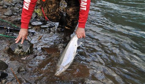 Gear Up for Winter Steelhead - The Guide's Forecast