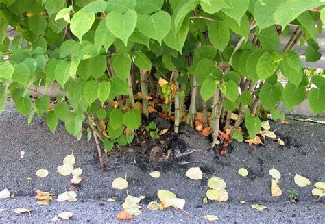 JAPANESE KNOTWEED REMOVAL IN LITTLEHAMPTON |The Garden of Eaden