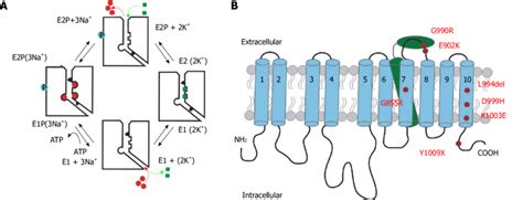 Reaction mechanism and structural detail of the Na + /K +-ATPase. A ...