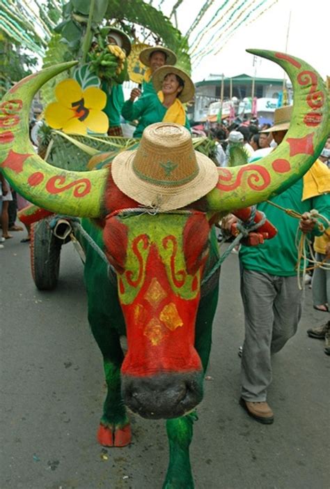 The Carabao: From the Beast of Burden in Fields to the Beauteous Beast in Festivals | HubPages