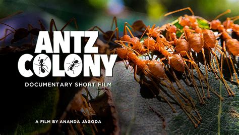 ANTZ COLONY | Shortverse