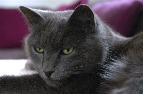 Free Images : kitten, fauna, close up, nose, whiskers, grey, vertebrate, british shorthair ...