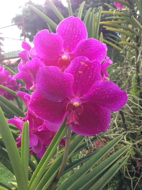 Orchids at a Filipino Orchid Farm