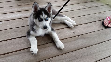 Black and White Siberian Husky – Husky Videos and Pictures