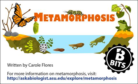 Metamorphosis Bits | ASU - Ask A Biologist