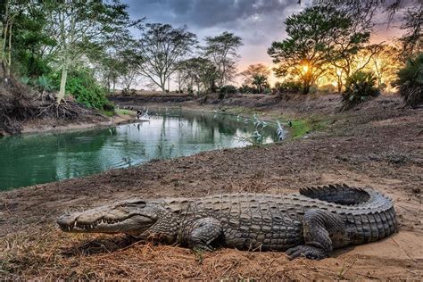 10 Best National Parks Mozambique for Adventurous Safari - Rhino Rest