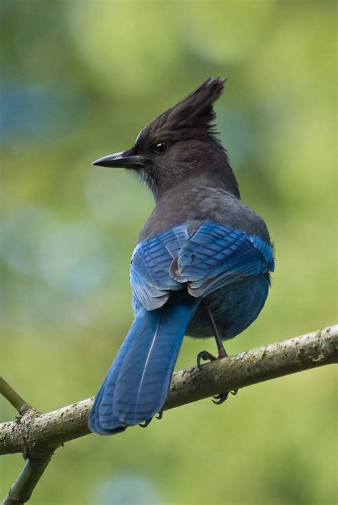 Steller's Jay | Amazing Birds | Pinterest