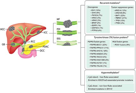 Bile Duct Cancer Survival Rate Stage 4 - CancerWalls