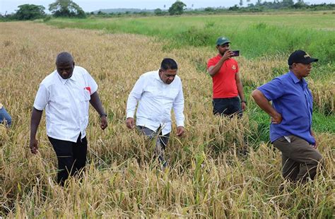 Rice remains major player in Guyana’s economy - Guyana Chronicle