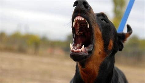 17 Scariest Dog Breeds - Fuzzy Rescue