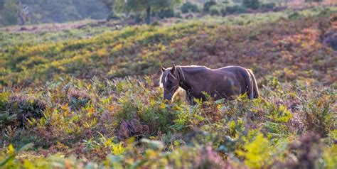 35+ campsites in the New Forest - the park's best camping sites