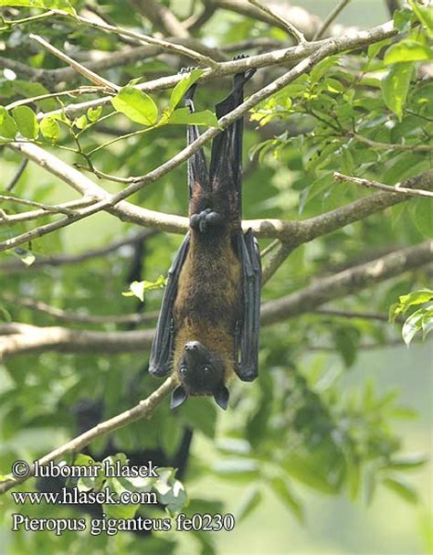 Zorro volador India インドオオコウモリ Chauve souris géante Inde Flyvende hund ...