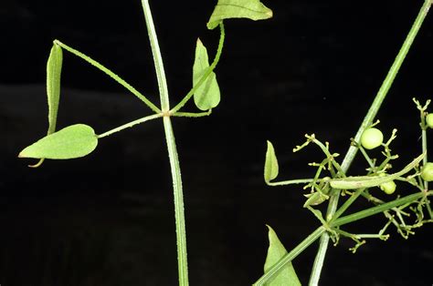 Rubia cordifolia (Rubiaceae) image 147069 at PhytoImages.siu.edu