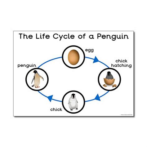 Life Cycles Teaching Resources - Living Things - Animal Life Cycles | Life cycles preschool ...