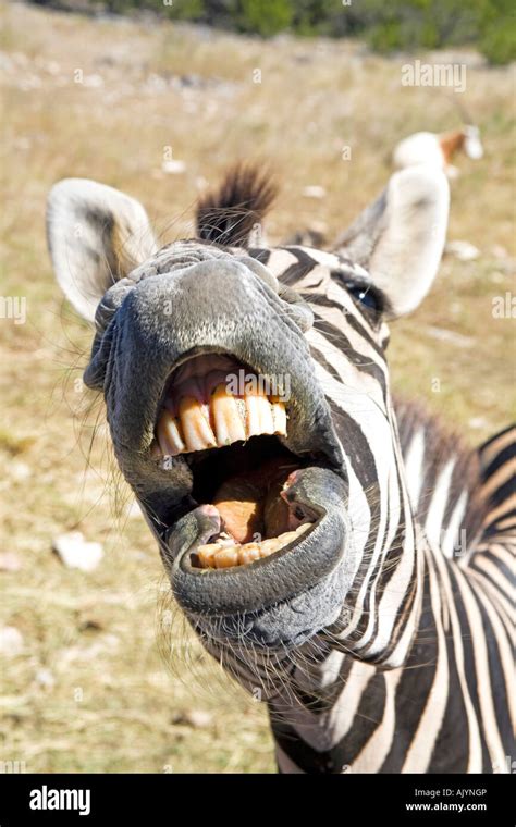 Zebra teeth funny face close looking at camera Stock Photo - Alamy