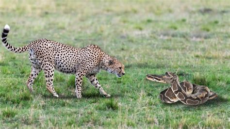 How Leopard Hunting Giant Python- Animal Attacks - YouTube