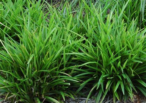 Dianella caerulea Aranda | Wholesale Nursery - Nurseries in Melbourne, Sydney & Brisbane | Plantmark