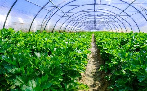 Growing vegetables in a greenhouse — Stock Photo © Pixinooo #26436821