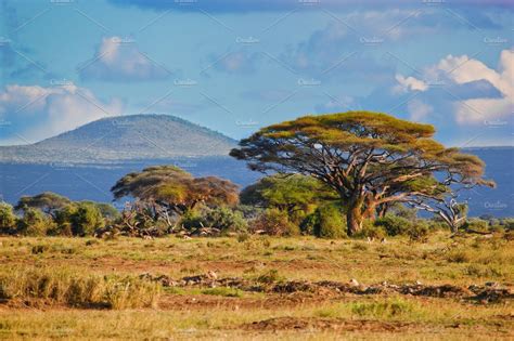 Savanna landscape kenya africa featuring amboseli, nayional, and park | Nature Stock Photos ...