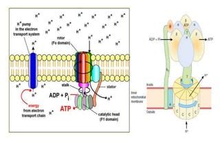 Chemiosmotic theory | PPT