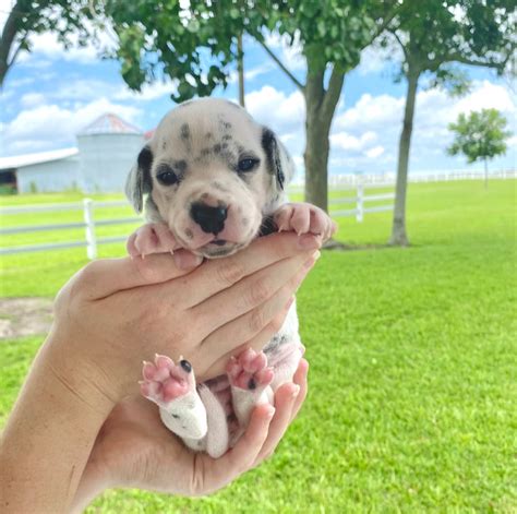 Recently Homed - Miniature Dalmatians