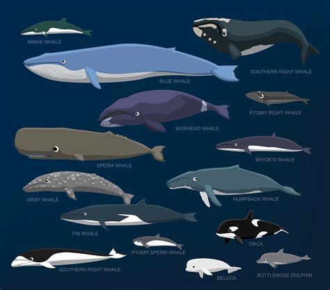 God’s Amazing Ocean Mammals: Whales – The Creation Club | A Place for Biblical Creationists to ...