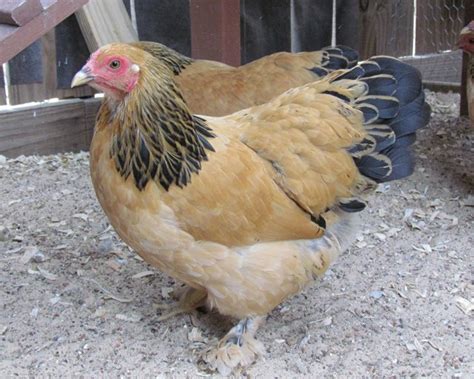 Buff Brahma Chickens - Brown Egg Laying Chicks | Cackle Hatchery