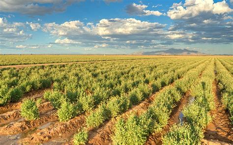 Bridgestone guayule shrubs