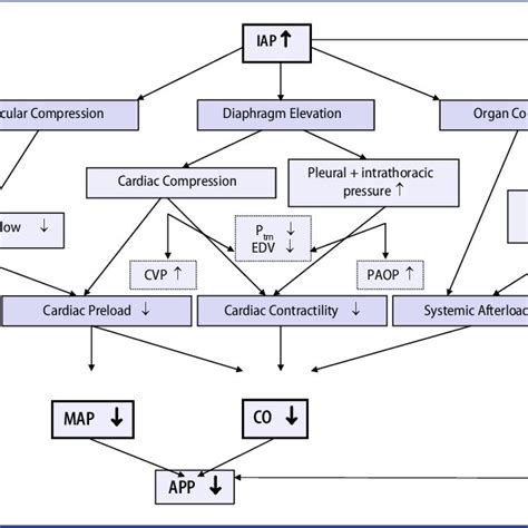 Cardiovascular effects of elevated intra-abdominal pressure. APP:... | Download Scientific Diagram