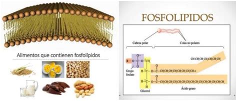 Fosfolípidos: Definición, Estructura, Funciones, Tipos, Usos Clínicos e Industria Alimentaria ...